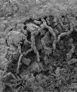 Ein Stück eines versteinerten Myzels (Foto: Bonneville et al., Science Advances)