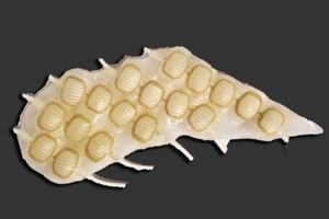 Nahaufnahme des neuen künstlichen Herzmuskels (Foto: Roche/Clark, mit.edu)