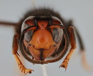 Asiatische Hornisse: Art bedroht Bienen (Foto: cenak.uni-hamburg.de, Dalsgaard) Asiatische Hornisse: Art bedroht Bienen (Foto: cenak.uni-hamburg.de, Dalsgaard)