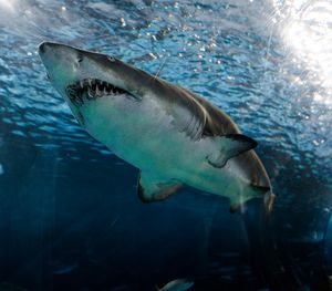 Weißer Hai: stirbt im Mittelmeer fast aus (Foto: unsplash.com, Marcelo Cidrack)
