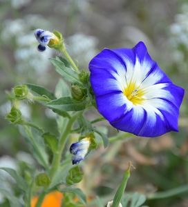 Petunienart: Genmutation bewirkt Farbenpracht (Foto: pixabay.com, Peggychoucair) Petunienart: Genmutation bewirkt Farbenpracht (Foto: pixabay.com, Peggychoucair)