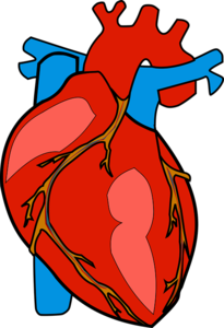 Herz: neuer Biokleber für den Herzmuskel (Bild: OpenClipart-Vectors, pixabay.de)