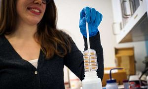 Emily Hanhauser zeigt den Giftsammler im MIT-Labor (Foto: M. Gonick, mit.edu)
