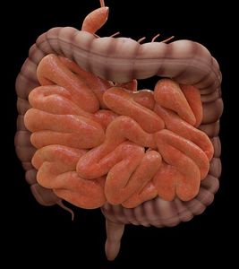 Darm: Mikrobiom sagt Erfolg von Therapie vorher (Bild: pixabay.com JimCoote)