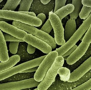 Bakterien: Forscher klären Eisentransport (Foto: pixabay.com, geralt)