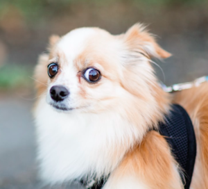 Hund: Stadttiere ängstlicher (Foto: unsplash.com, Michelle Tresemer)