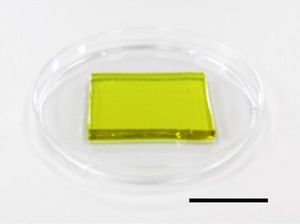 Kühlendes Hydrogel (Foto: Nano Letters 2020, DOI: 10.1021/acs.nanolett.0c00800)