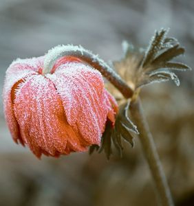 Pflanzen leiden massiv unter Spätfrost (Foto: pixabay.com, manfredrichter)
