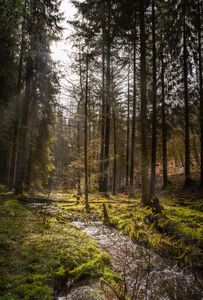 Bachlauf: Zahl der Wasserinsekten nimmt ab (Foto: pixabay.com, EvgeniT)