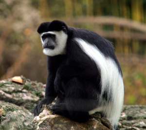 Affe: Social Distancing auch für Tiere wichtig (Foto: pixabay.com, ElvisCZ) Affe: Social Distancing auch für Tiere wichtig (Foto: pixabay.com, ElvisCZ)