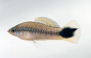 Xiphophorus-Nachkomme mit schwarzem Hautkrebs-Fleck (Foto: Georg Schneider)