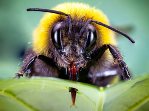 Finden Hummeln zu wenig Pollen, stechen sie Blätter an (Foto: ethz.ch/H. Pulido)