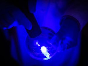 Blaulicht: schädigt Bakterien nachhaltig (Foto: bu.edu, Jackie Ricciardi)