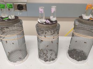 Versuchsanordnung zur Wirkung von Insektiziden (Foto: oregonstate.edu) Versuchsanordnung zur Wirkung von Insektiziden (Foto: oregonstate.edu)