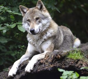 Wolf: YouTube verbessert sein Image (Foto: pixabay.com, Wildfaces)