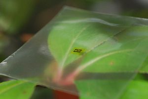 Flexibel: Mikrowellenverstärker auf Holzbasis (Foto: wisc.edu, Huilong Zhang)