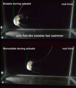 Quallen-Bot: Schwimmt schneller als reales Gegenstück (Foto: ncsu.edu)