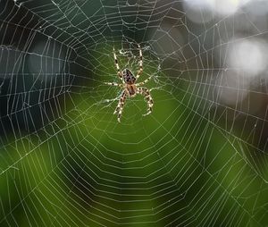 Spinne: Bakterien ersetzten Seidenfäden (Foto: pixabay.com, Peggychoucair)