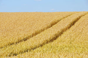 Weizenfeld: Volle Pracht kurz vor der Ernte (Foto: Ivonne Voigt, pixelio.de)