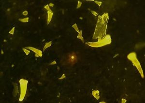 Mikroplastikpartikel unter einem manuellen Fluoreszenzmikroskop (Foto: awi.de)