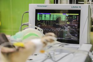 Krankenhaus: Herzstillstand schädigt Gehirn (Foto: pixabay.com, Mirko Sajkov)