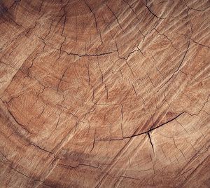 Eiche: Forscher untersuchen Stress durch Klima (Foto: pixabay.com, Pexels)