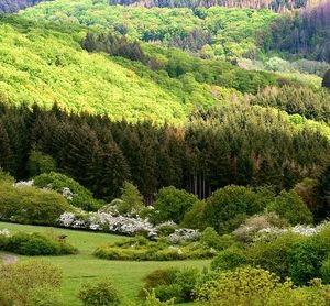 Mischwald: besser gegen Klimawandel gewappnet (Foto: pixabay.com, congerdesign)