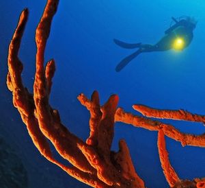 Forscher analysiert Balanophylla Europea (Foto: F. Sesso, fanomarinecenter.eu) Forscher analysiert Balanophylla Europea (Foto: F. Sesso, fanomarinecenter.eu)