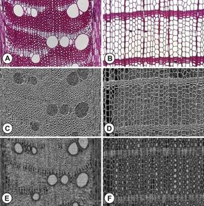 Holz-Querschnitt: Originalbilder (oben) und Computer-Sicht (Fotos: LIACS)