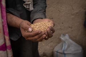 Getreide als Basis: Das ist oft knapp und teuer (Foto: Enayatullah Azad/nrc.no)