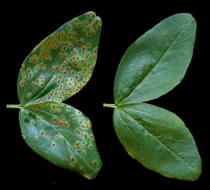 Ackerbohne: unbehandelt (li.) und behandelt (Foto: Perino et al./Phytopathology)