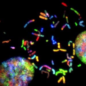 Chromosome: Y zu wenig erforscht (Foto: unsplash.com, National Cancer Institute)