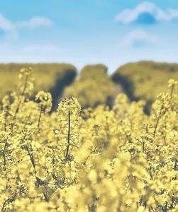 Rapsfeld: alternative Proteinquelle für den Menschen (Foto: pixabay.de, moinzon)