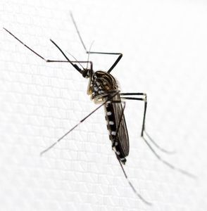 Asiatische Mücke Aedes koreicus: diese lebt nun in Belgien (Foto: Dorian Dörge)