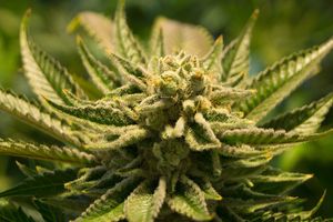 Cannabis: Droge noch weitgehend unerforscht (Foto: pixabay.com, Brent Barnett)