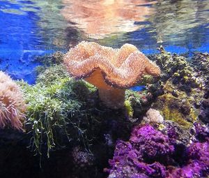 Korallen: Naturdokus machen glücklich (Foto: pixabay.com, elliecamp)