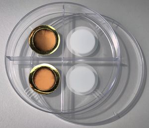 Membranen: links mit und rechts ohne Goldbeschichtung (Foto: F. Frankel/mit.edu)