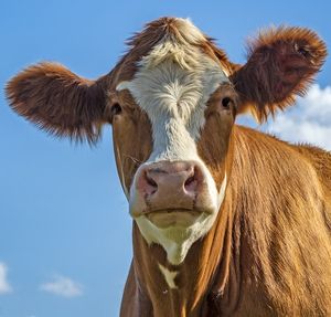 Glückliche Kuh: Live-Sprechen zahlt sich aus (Foto: WolfBlur, pixabay.com) Glückliche Kuh: Live-Sprechen zahlt sich aus (Foto: WolfBlur, pixabay.com)