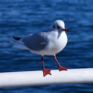 Möwe: Dank KI ist diese besser zu beobachten (Foto: zb2329954, pixabay.com)