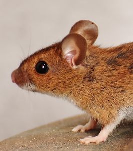 Maus: Ausgesendete USVs haben eine Signatur (Foto: pixabay.com, Alexas_Fotos)