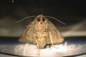 Mottenaugen dienen als Vorbild für neue Folie (Foto: Thomas Stapper, pixelio.de)