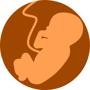 Fötus im Mutterleib: Außentemperatur relevant (Bild: pixabay.com/mohamed_hassan)