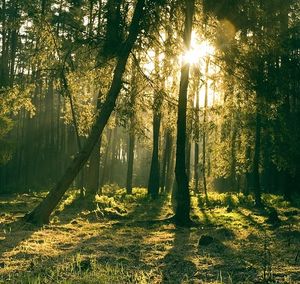 Wald: Warmes Klima mehrt CO2-Bindung (Foto: pixabay.com, Zakowicz)