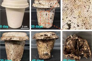 So baut sich das neue Material biologisch ab (Foto: Liu et al./northeastern.edu)