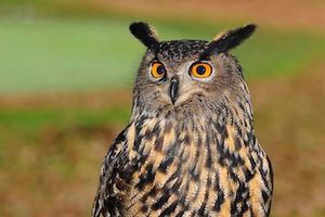 Eule: Vorbild Natur inspiriert die Wissenschaft (Foto: pixabay.com, TonW) Eule: Vorbild Natur inspiriert die Wissenschaft (Foto: pixabay.com, TonW)