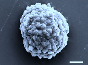 Dicht gepackte Algenzellen unter dem Mikroskop (Foto: en.hit.edu.cn, Xin Huang)