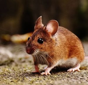 Maus: Status und Geschlecht relevant für Stress (Foto: pixabay.de, Alexas_Fotos)