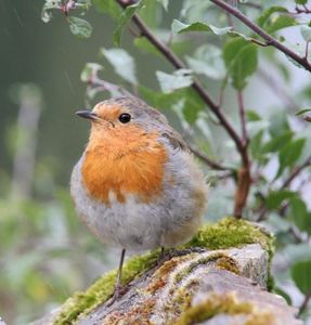 Rotkehlchen: Mehr Vögel machen zufriedener (Foto: senckenberg.de)