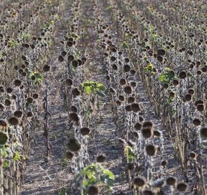 Vertrocknetes Sonnenblumenfeld als Folge (Foto: André Künzelmann, ufz.de)