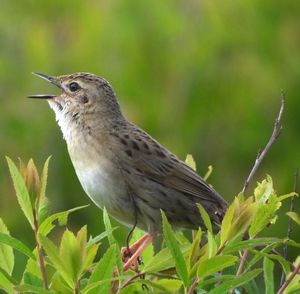 Feldschwirl: Lebensraum beeinflusst Vogelgesang nicht (Foto: Tomáš Albrecht)